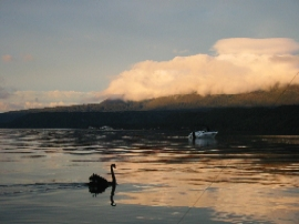 Lake Tarawera peaceful at dawn, North Island
